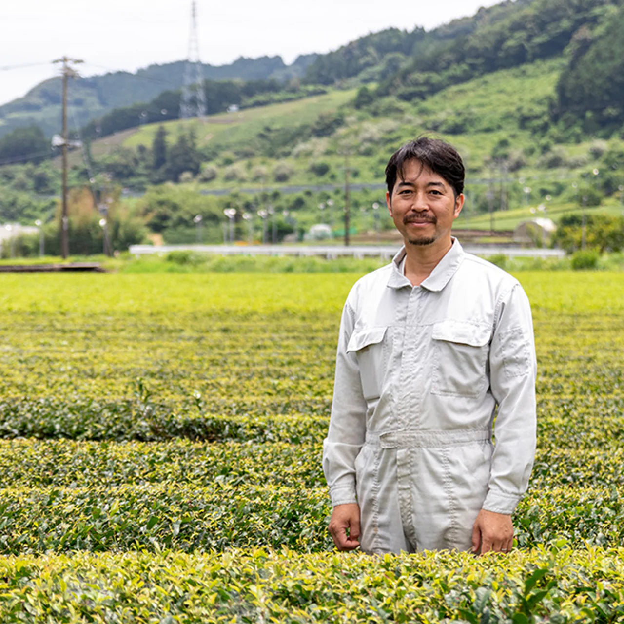 Japanese Oolong. Distributed by Veridian Brews