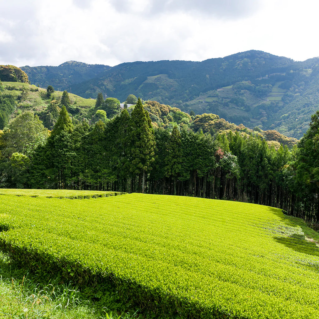 Fields of Organic Genmaicha – Japanese Green Tea with Roasted Rice. Distributed by Veridian Brews